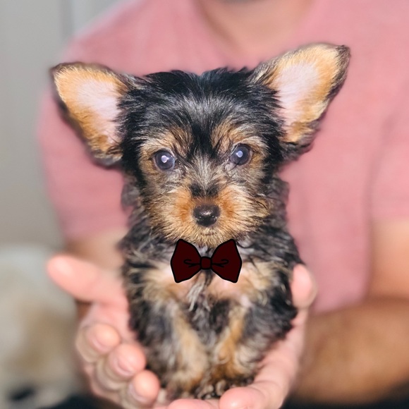 Meet Your Posh Ambassador Dee - Picture 6 of 15